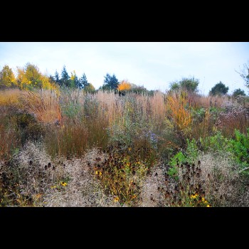 DE TUINEN VAN HOEGAARDEN herfstbeeld (8)